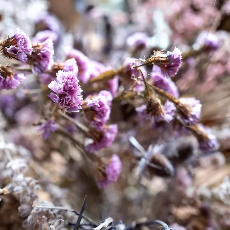 بيت ضيافة La Bouscatiere 4*